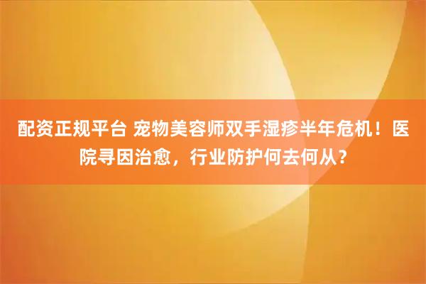 配资正规平台 宠物美容师双手湿疹半年危机！医院寻因治愈，行业防护何去何从？